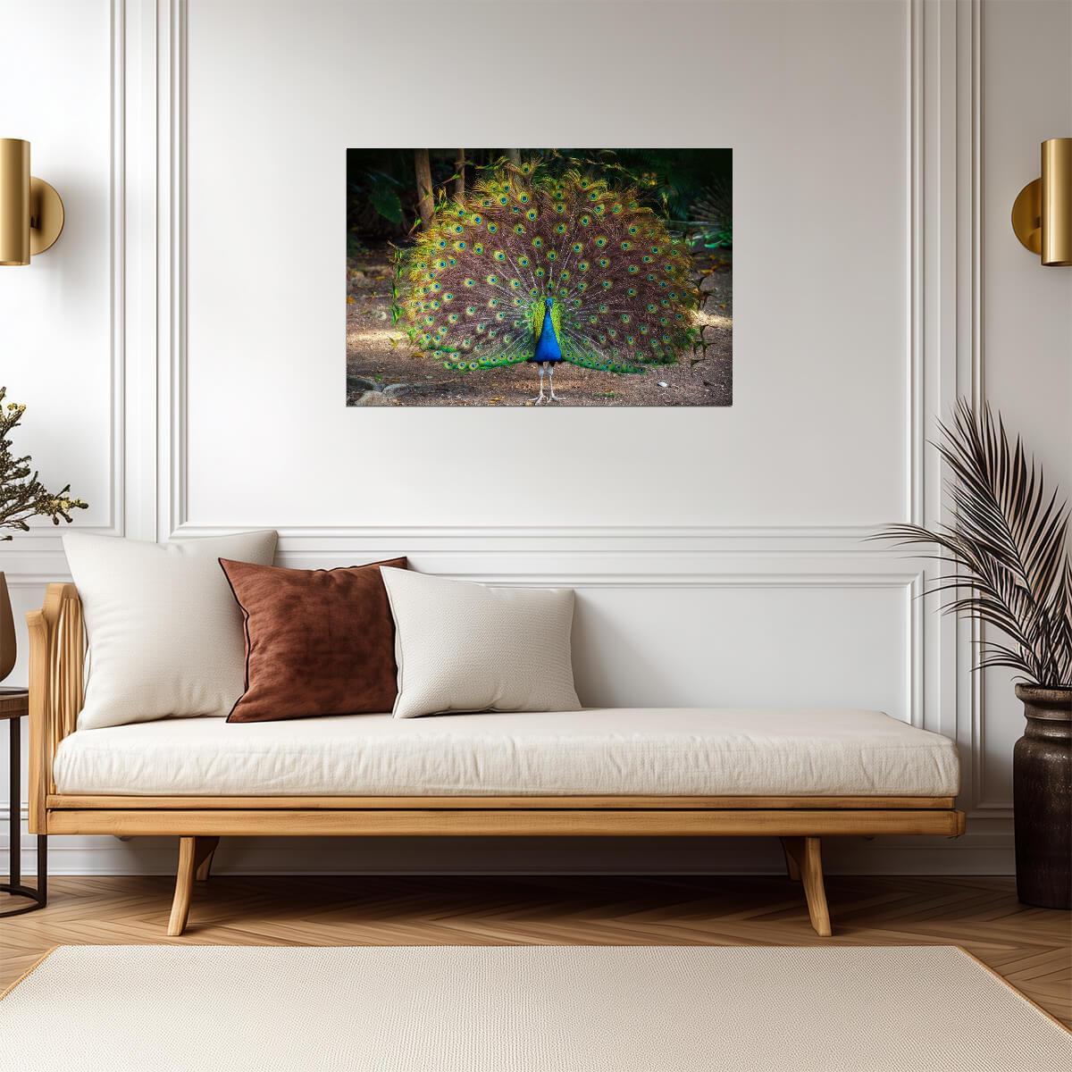 Wild Peacock with Feathers Spread | Bird Photography Print | Wildlife Poster - Photography Poster