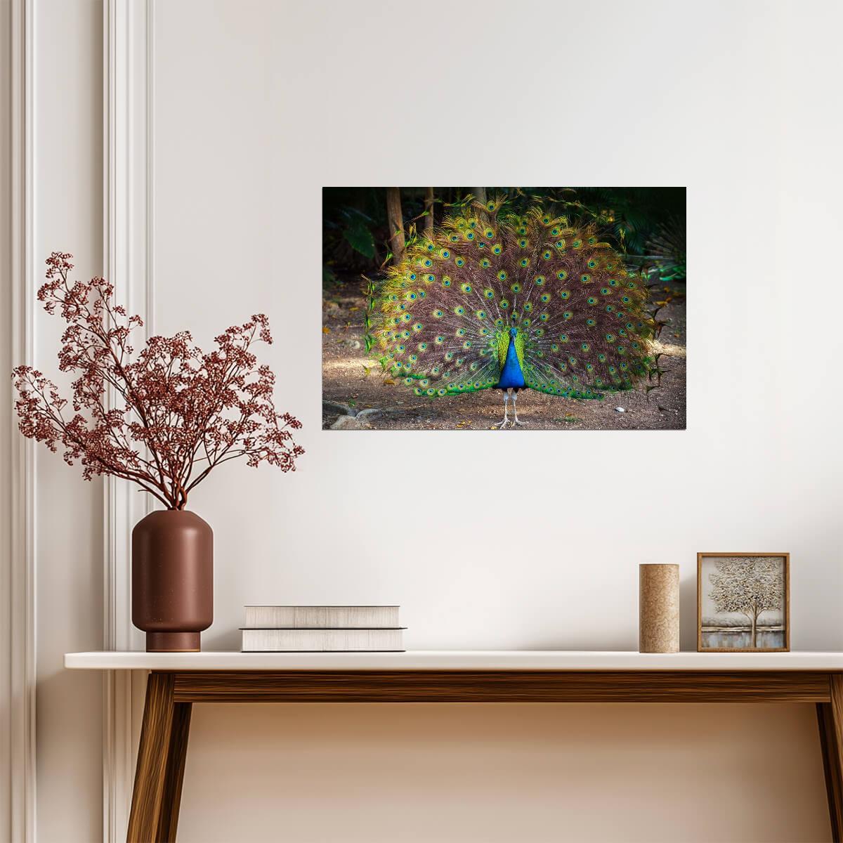 Wild Peacock with Feathers Spread | Bird Photography Print | Wildlife Poster - Photography Poster
