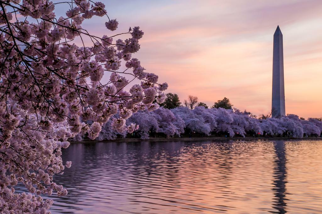 Cherry Blossoms at the Washington Monument | Washington D.C. Photography | Spring Poster - Photography Poster