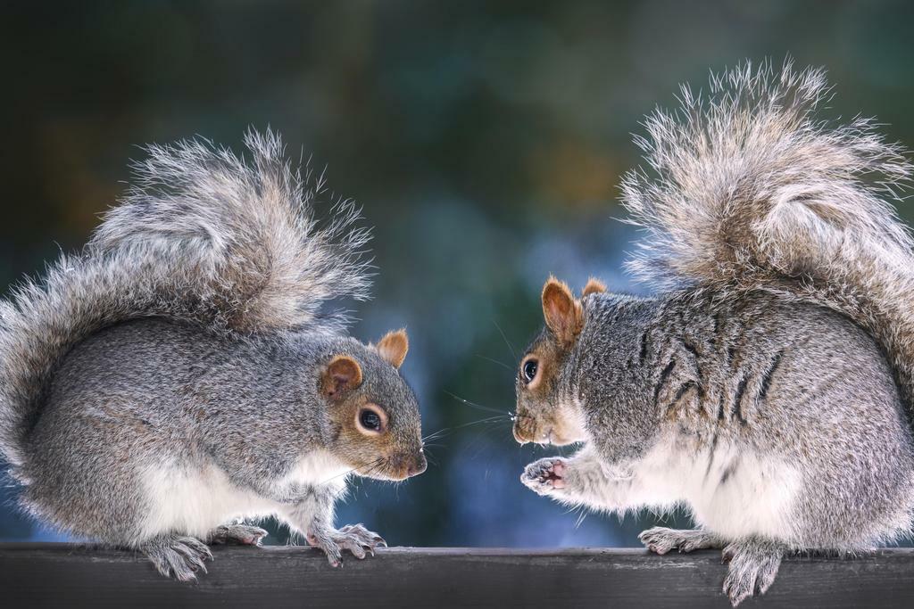 Two Squirrels on a Fence | Funny Animal Photography | "Squirrel Discussion" Poster - Photography Poster