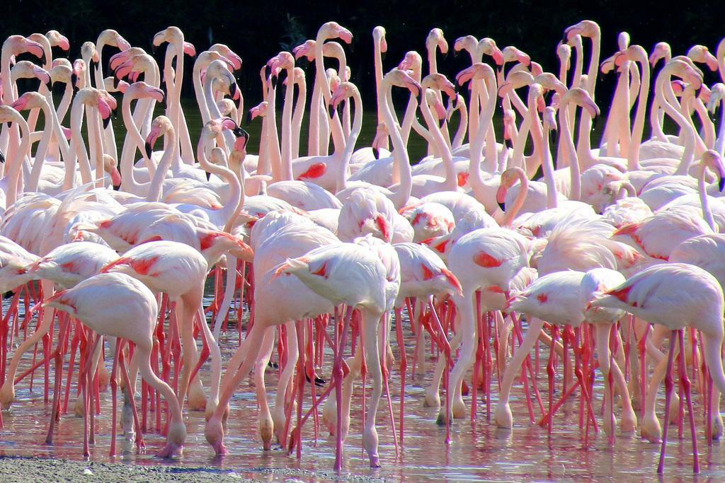 Flock of Flamingos at Ras Al Khor Sanctuary | Dubai Wildlife Photography | Bird Poster - Photography Poster