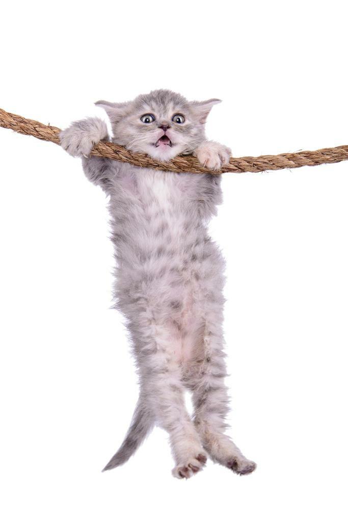 Kitten Hanging Onto a Rope | Inspirational "Hang in There" Style | Cute Animal Poster - Graphic & Art Poster