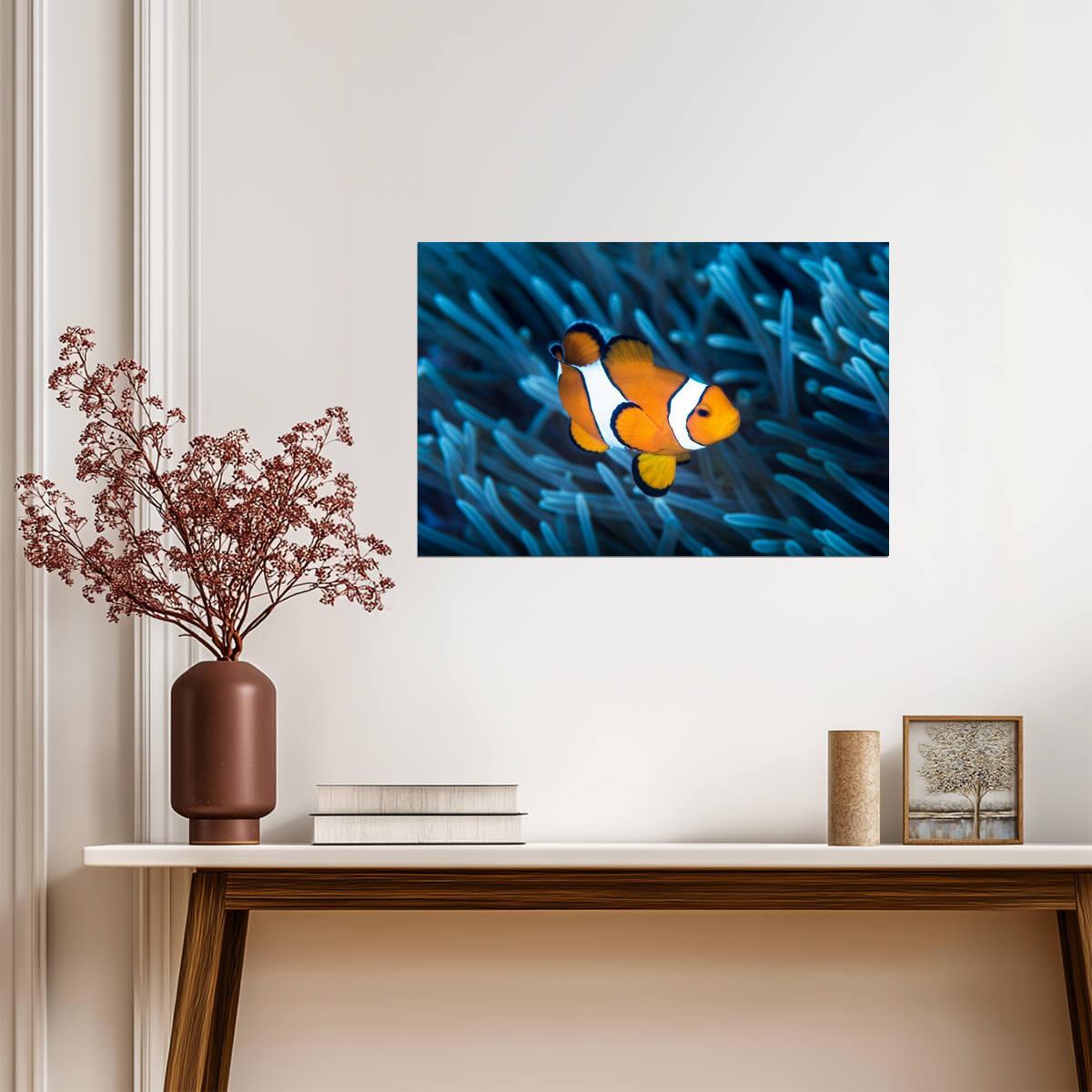 Ocellaris Clownfish in a Sea Anemone | Underwater Photography | Marine Life Poster - Photography Poster