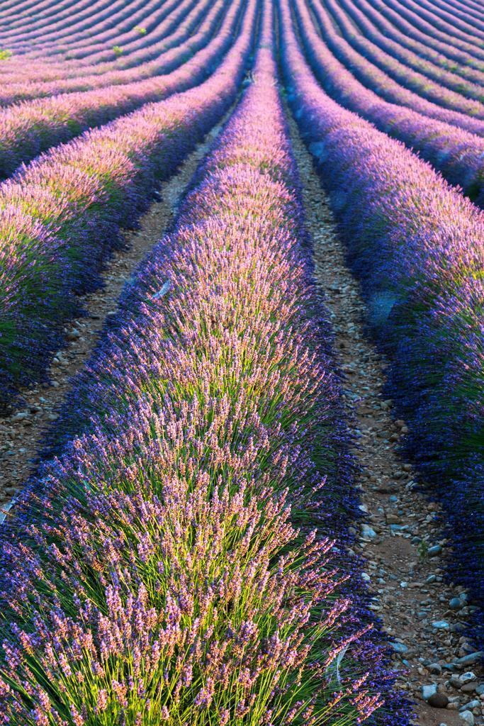 Lavender Field in Full Bloom | Provence France Photography | Floral Landscape Poster - Photography Poster