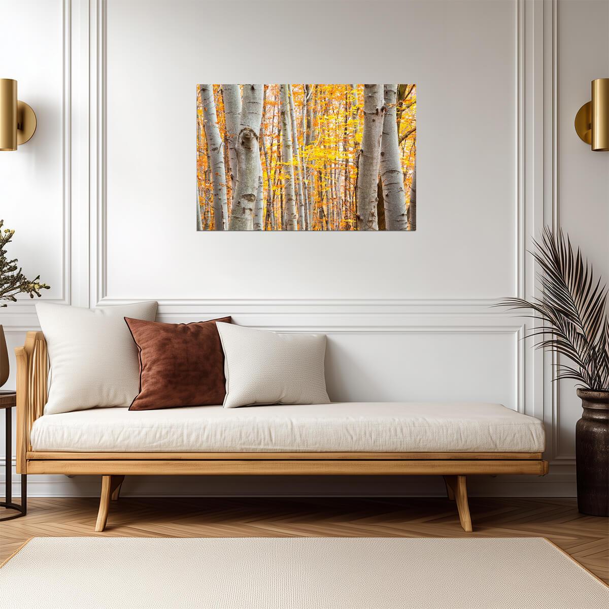 Birch Forest in Autumn | Vibrant Yellow Leaves Photography | Nature Landscape Poster - Photography Poster