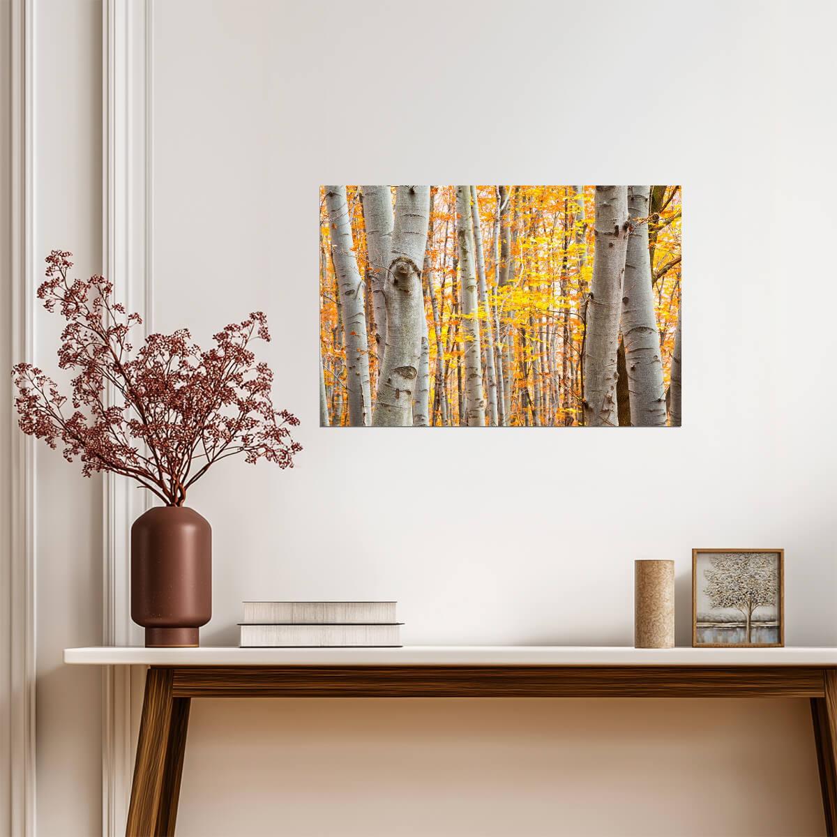Birch Forest in Autumn | Vibrant Yellow Leaves Photography | Nature Landscape Poster - Photography Poster