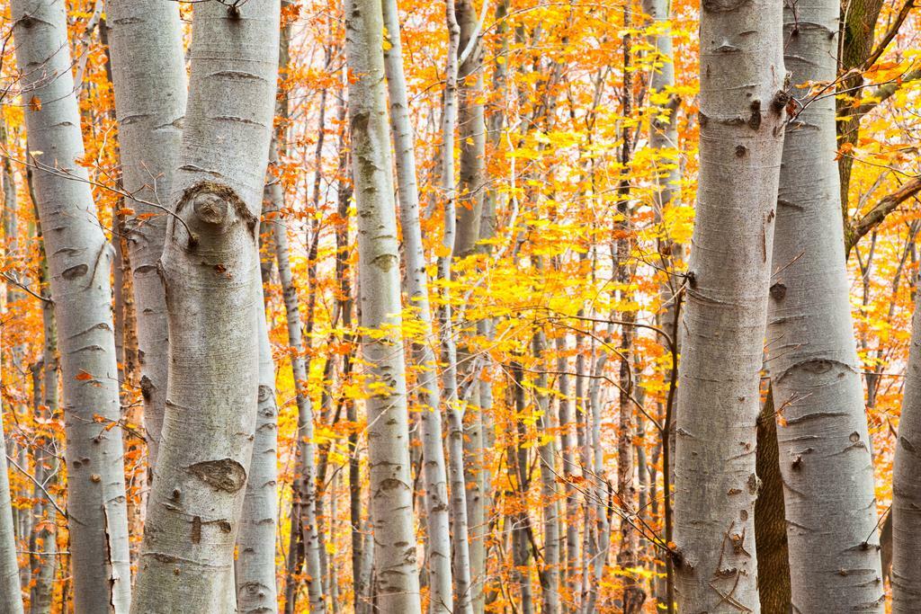 Birch Forest in Autumn | Vibrant Yellow Leaves Photography | Nature Landscape Poster - Photography Poster