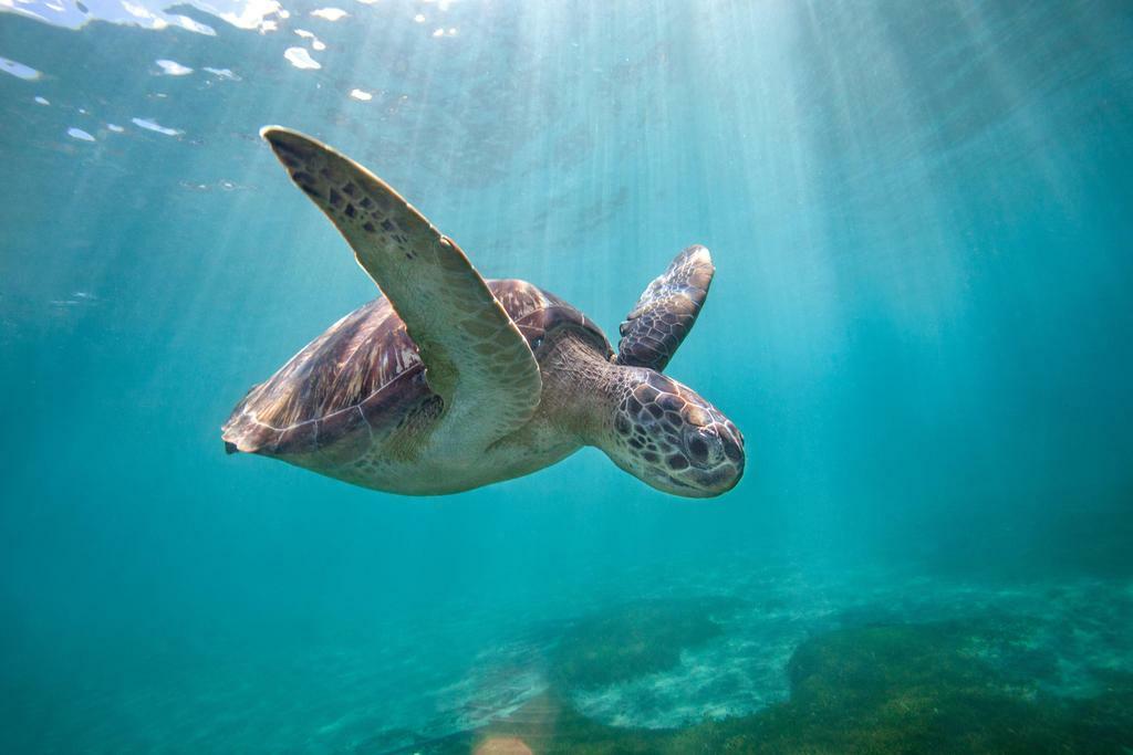 Green Sea Turtle Swimming Through Sun Rays | Underwater Photography | Marine Life Poster - Photography Poster