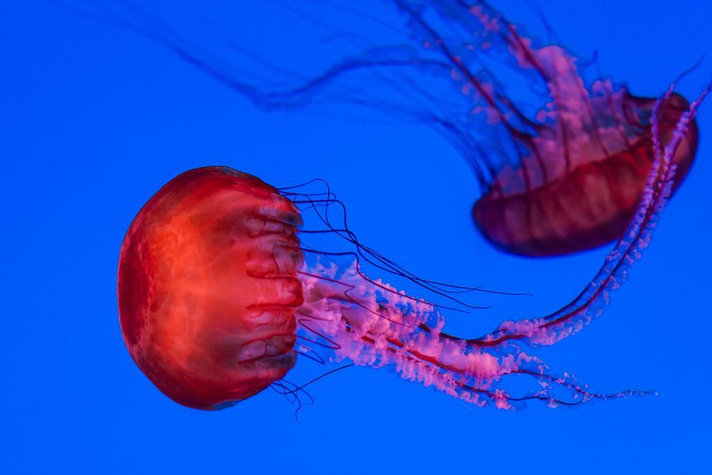 Graceful Jellyfish Swimming Underwater | Marine Life Photography | Ocean Poster - Photography Poster