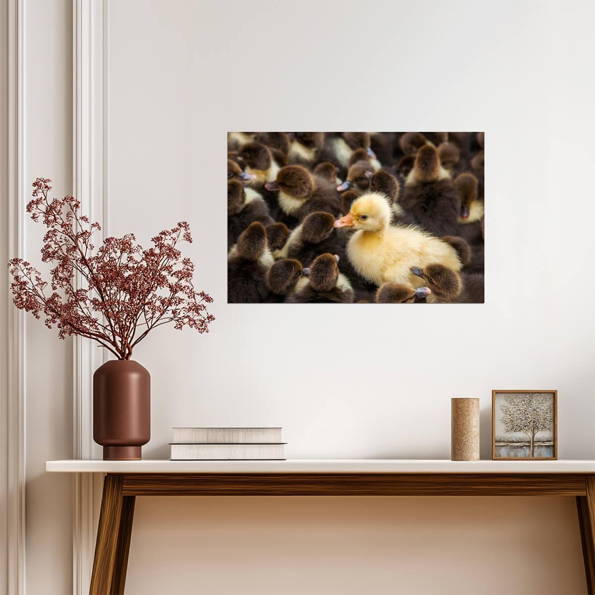 Yellow Duck in a Crowd of Brown Ducks | "Stand Out" Concept Photography | Motivational Poster - Photography Poster
