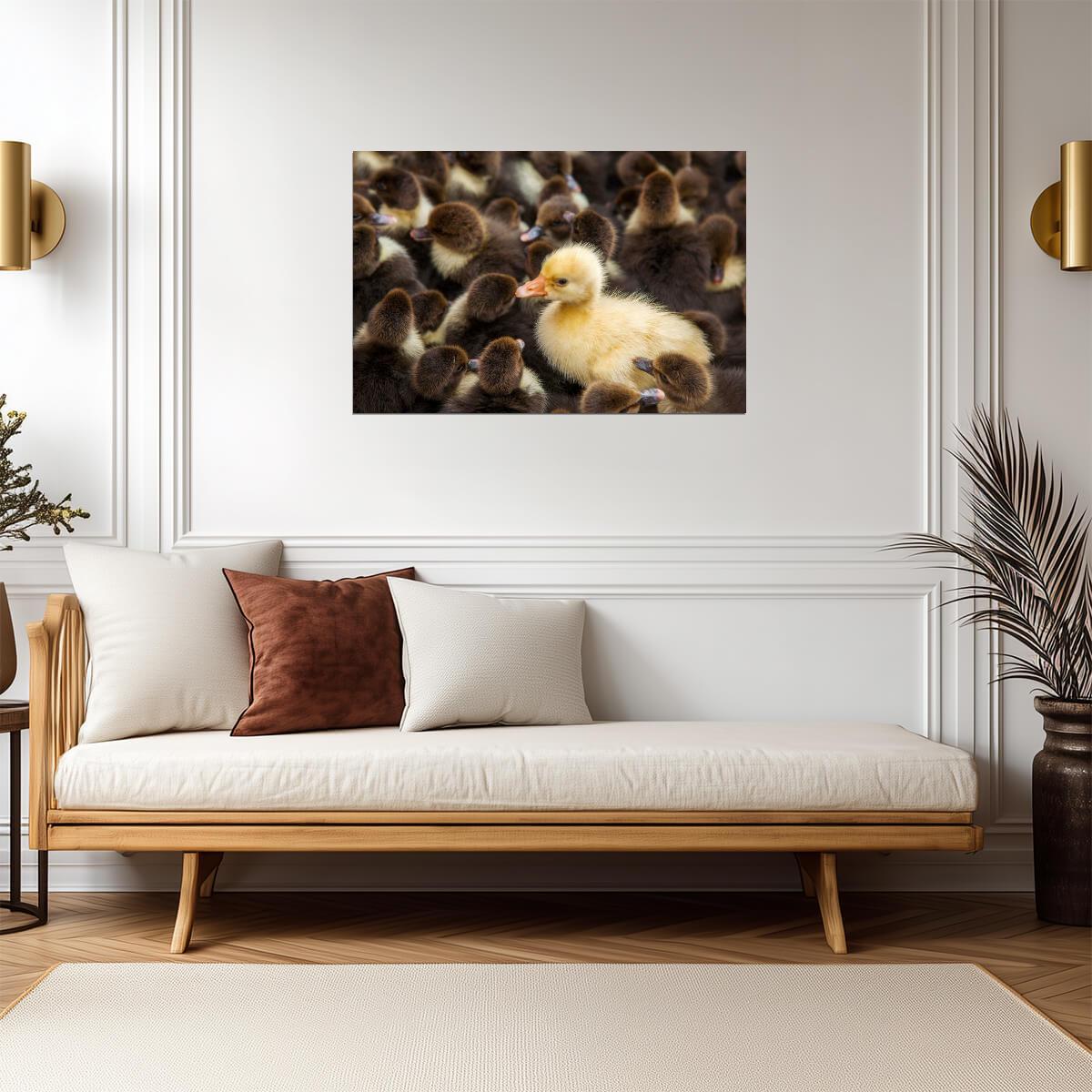Yellow Duck in a Crowd of Brown Ducks | "Stand Out" Concept Photography | Motivational Poster - Photography Poster