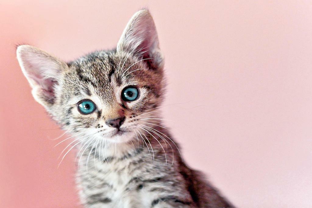 Cute Baby Kitten Posing for the Camera | Pet Photography Portrait | Cat Poster - Photography Poster