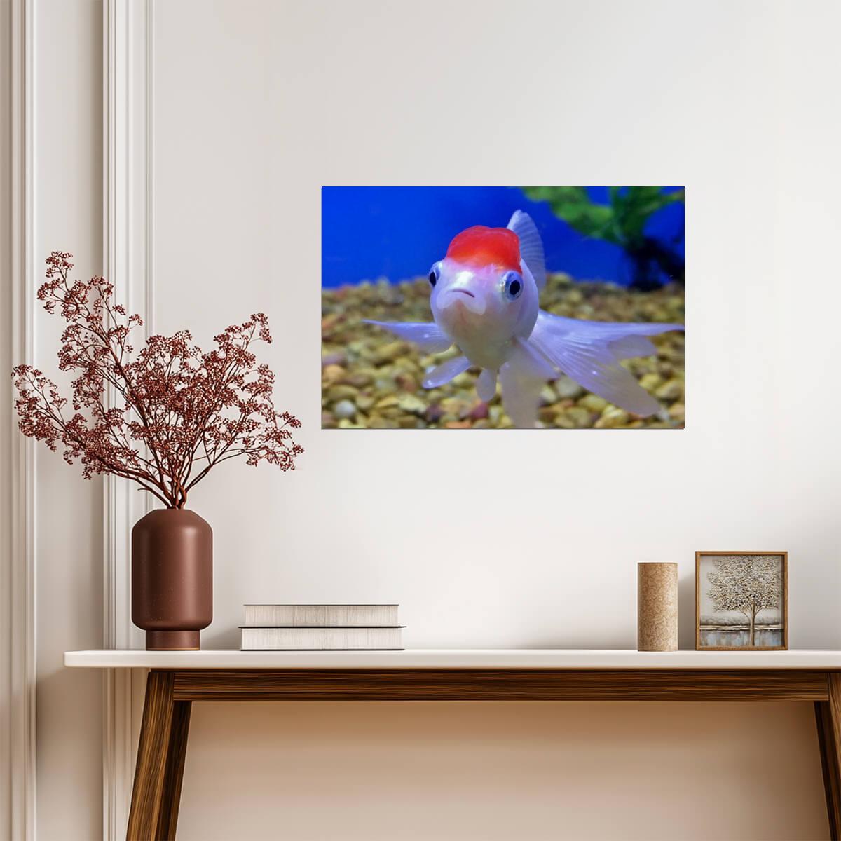 Pet Oranda Goldfish in an Aquarium | Aquatic Photography | Fish Poster - Photography Poster