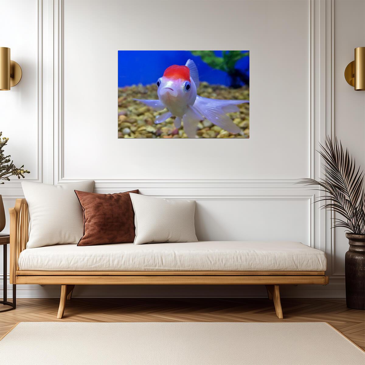 Pet Oranda Goldfish in an Aquarium | Aquatic Photography | Fish Poster - Photography Poster