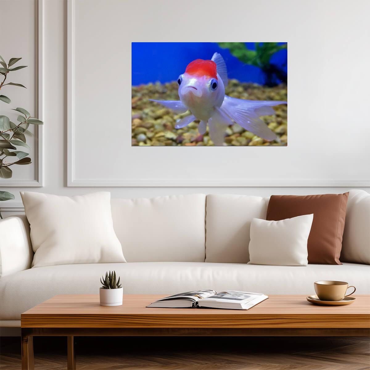 Pet Oranda Goldfish in an Aquarium | Aquatic Photography | Fish Poster - Photography Poster