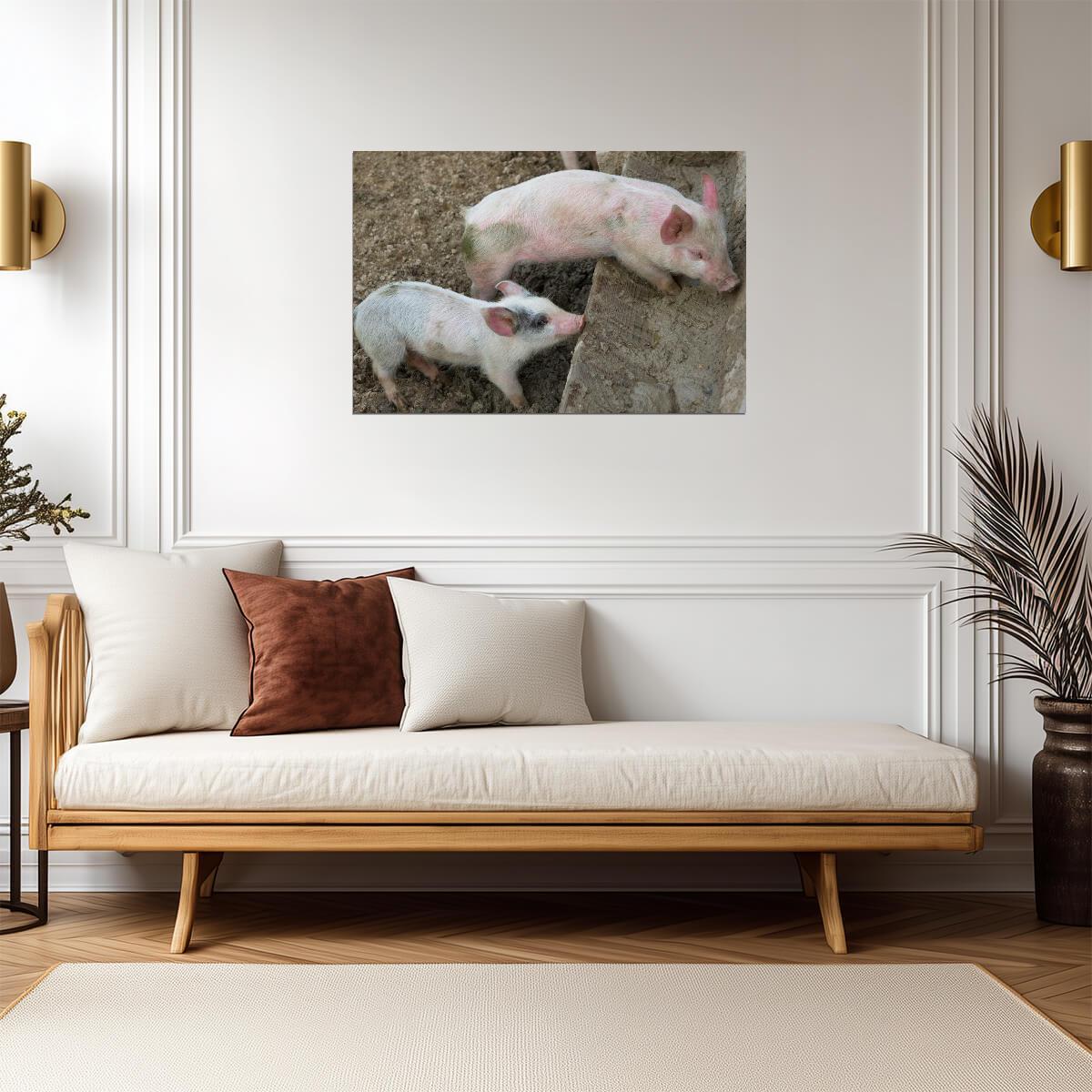 Pair of Playful Cute Little Piglets | Farm Animal Photography | Pig Poster - Photography Poster
