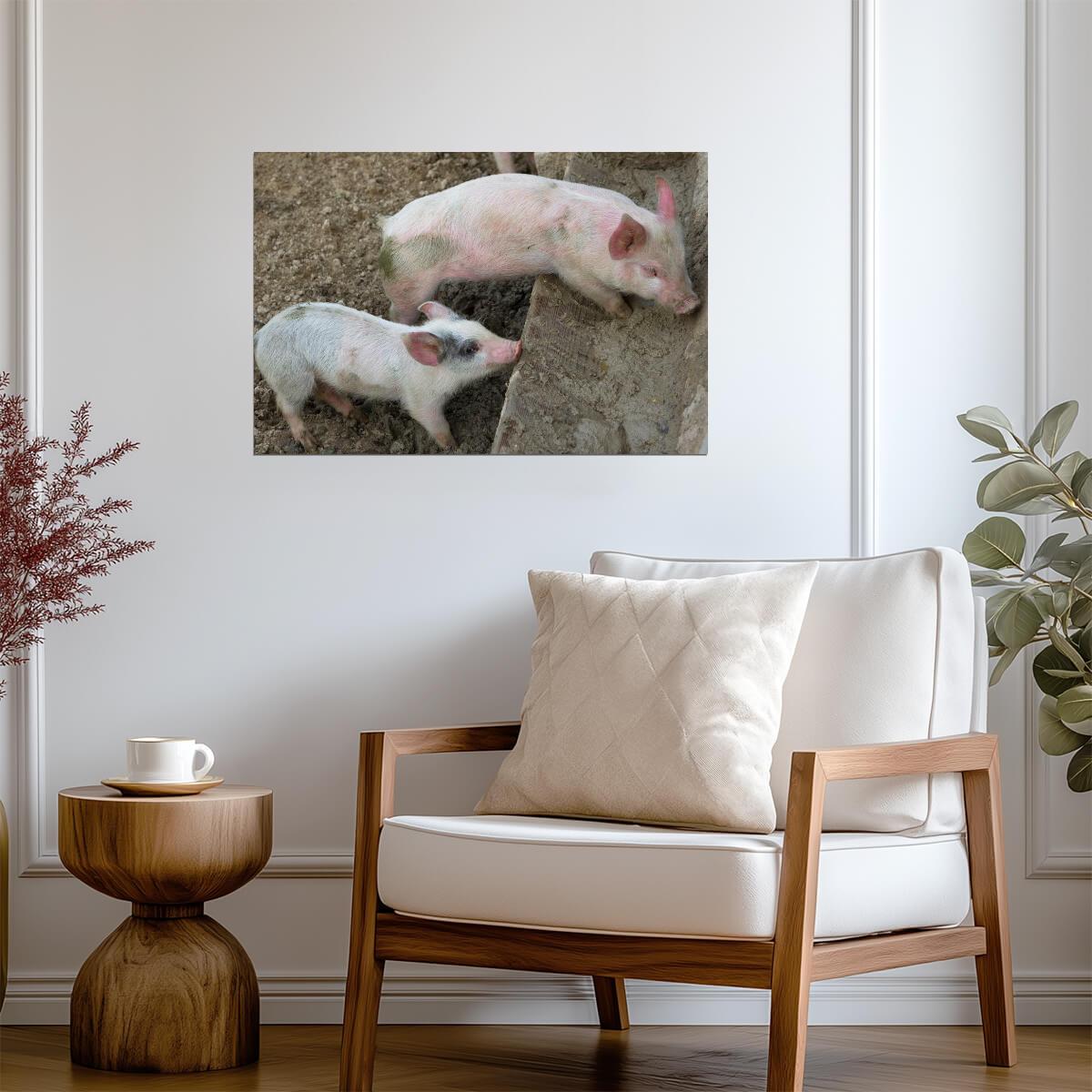 Pair of Playful Cute Little Piglets | Farm Animal Photography | Pig Poster - Photography Poster