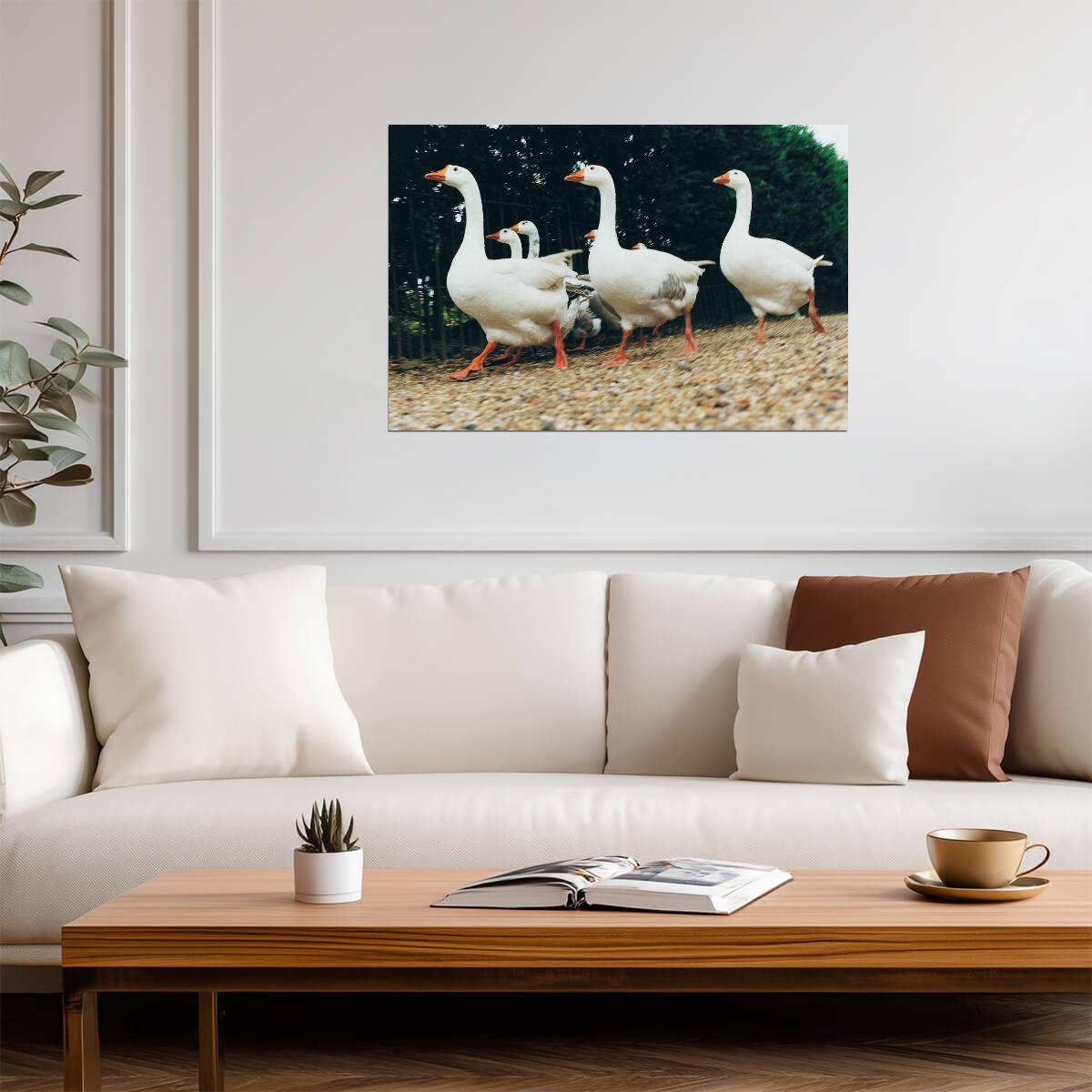 A Gaggle of Geese | Farm Bird Photography | Rural Life Poster - Photography Poster