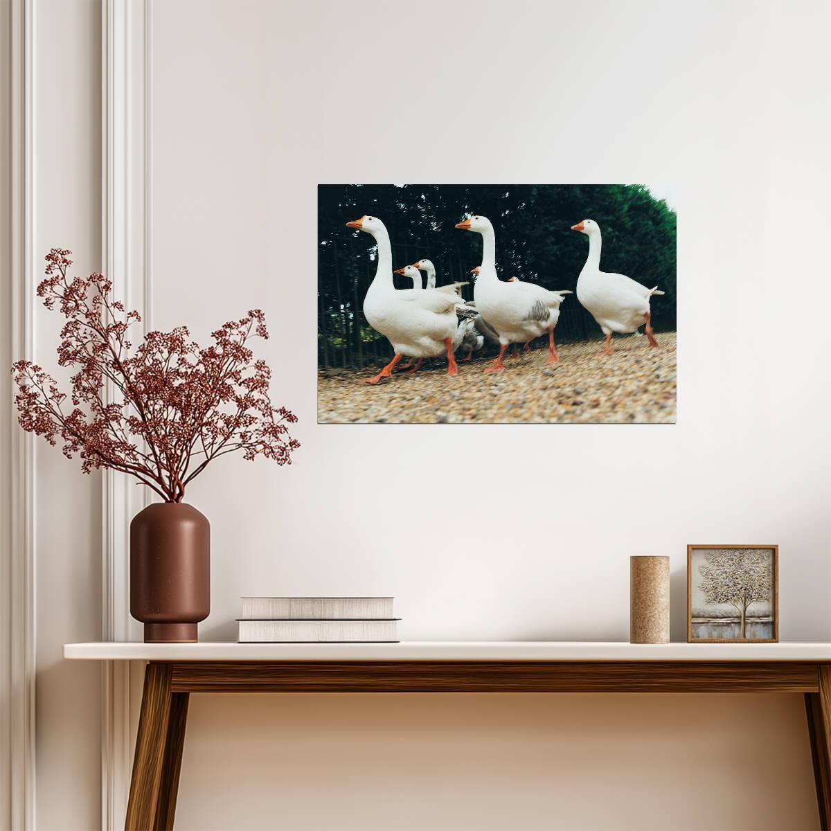 A Gaggle of Geese | Farm Bird Photography | Rural Life Poster - Photography Poster