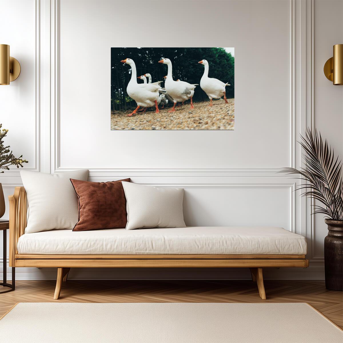 A Gaggle of Geese | Farm Bird Photography | Rural Life Poster - Photography Poster