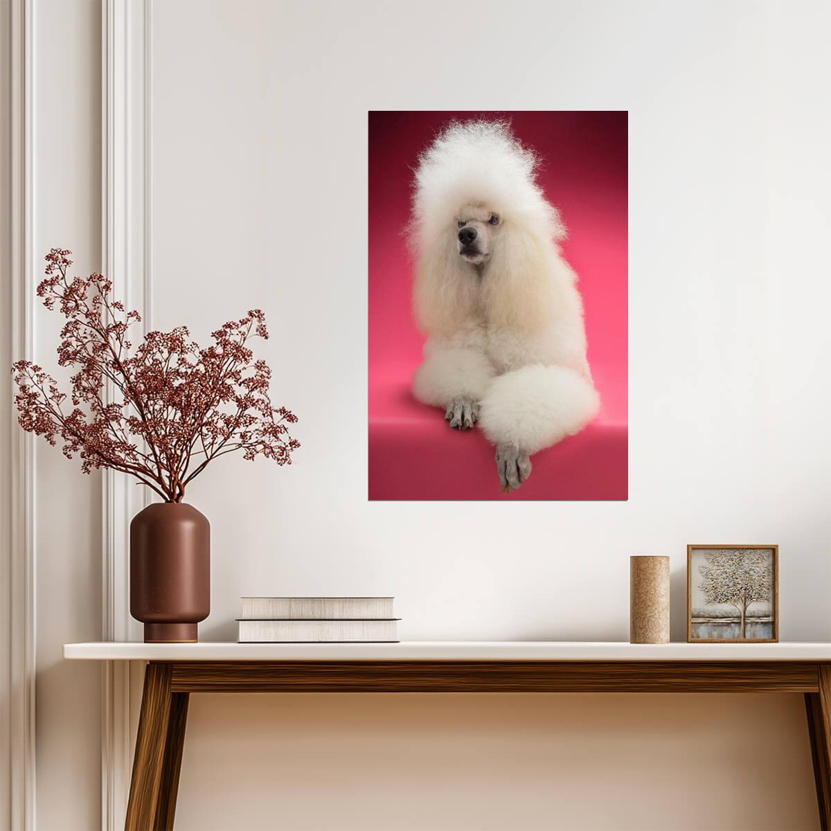 Fluffy White Standard Poodle | Dog Portrait Photography | Pet Poster - Photography Poster