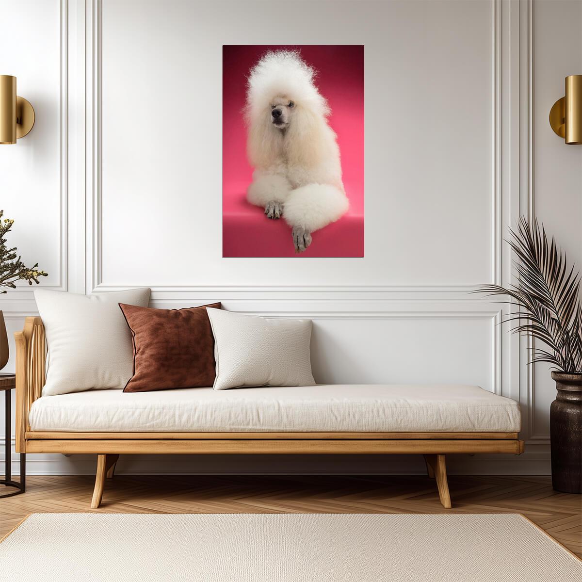 Fluffy White Standard Poodle | Dog Portrait Photography | Pet Poster - Photography Poster