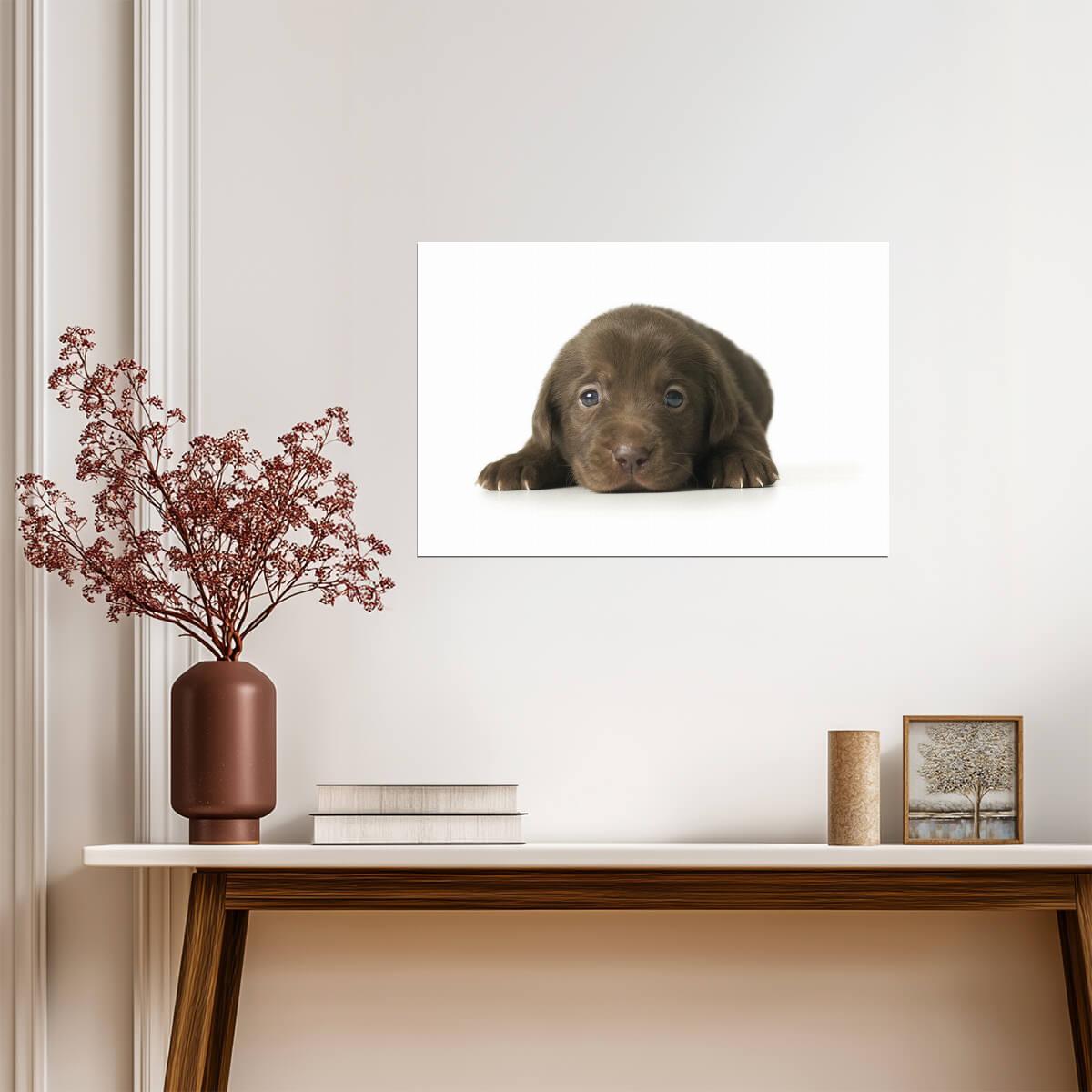 Adorable Brown Puppy Lying Down | Cute Dog Photography | Pet Portrait Poster - Photography Poster