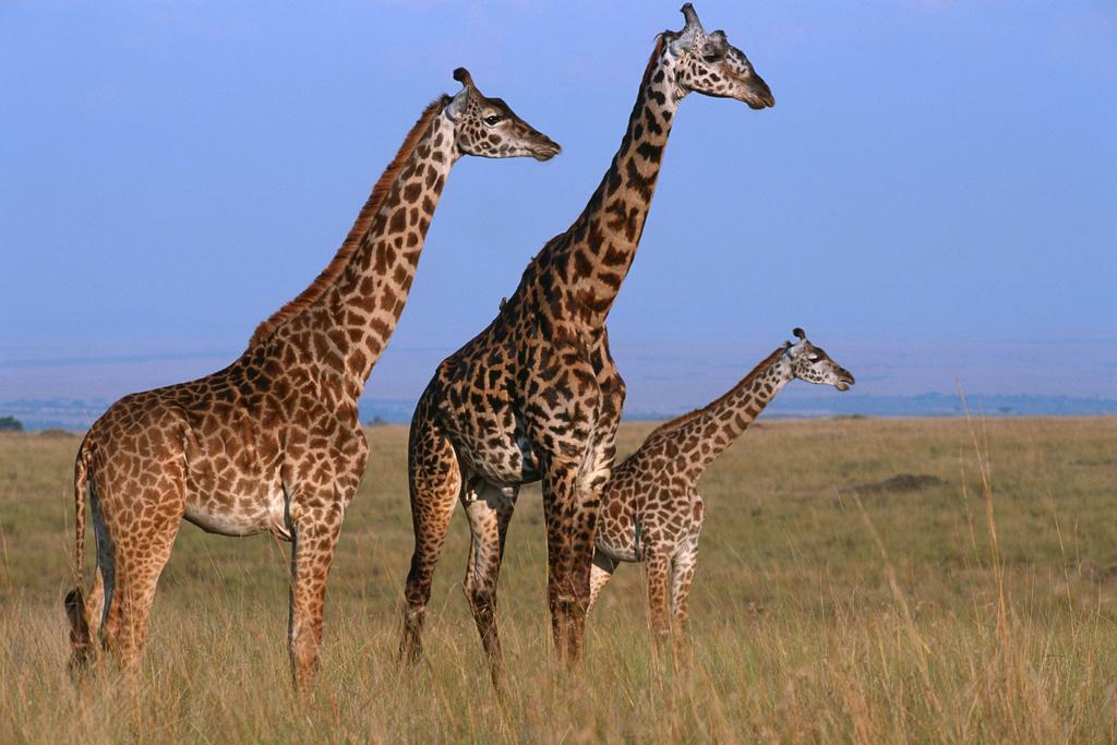 Three Giraffes in the Masai Mara Grassland | African Safari Photography | Wildlife Poster - Photography Poster