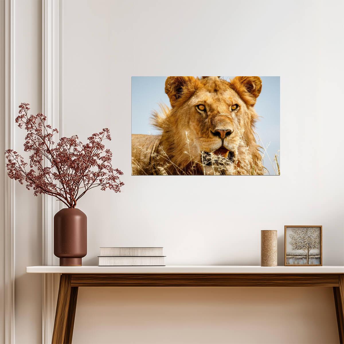 Lion Overlooking the Savanna at Sunset | African Wildlife Photography | Safari Poster - Photography Poster