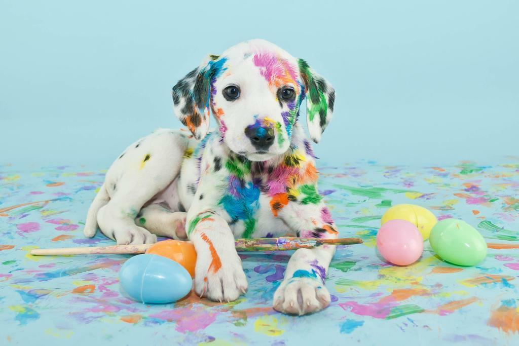 Dalmatian Puppy with Easter Eggs | Cute Dog Photography | Holiday Pet Poster - Photography Poster