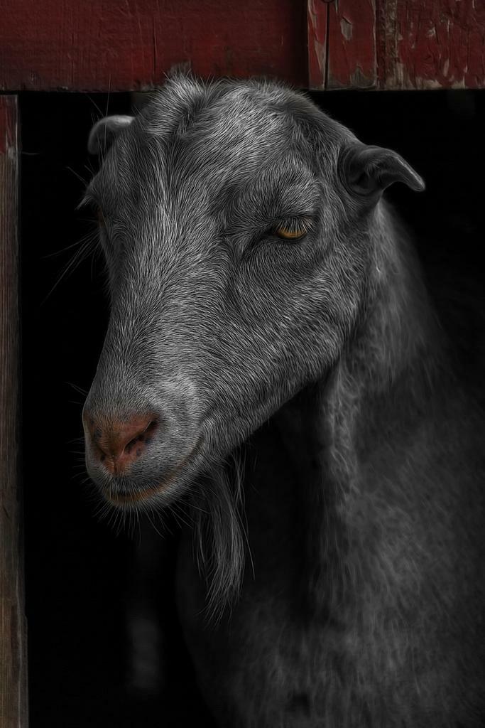 Goat in a Red Barn Portrait | Farm Animal Photography | Rustic Decor Poster - Photography Poster