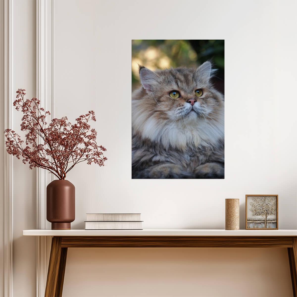 Cute Long Haired Cat Portrait | Fluffy Pet Photography | Animal Poster - Photography Poster