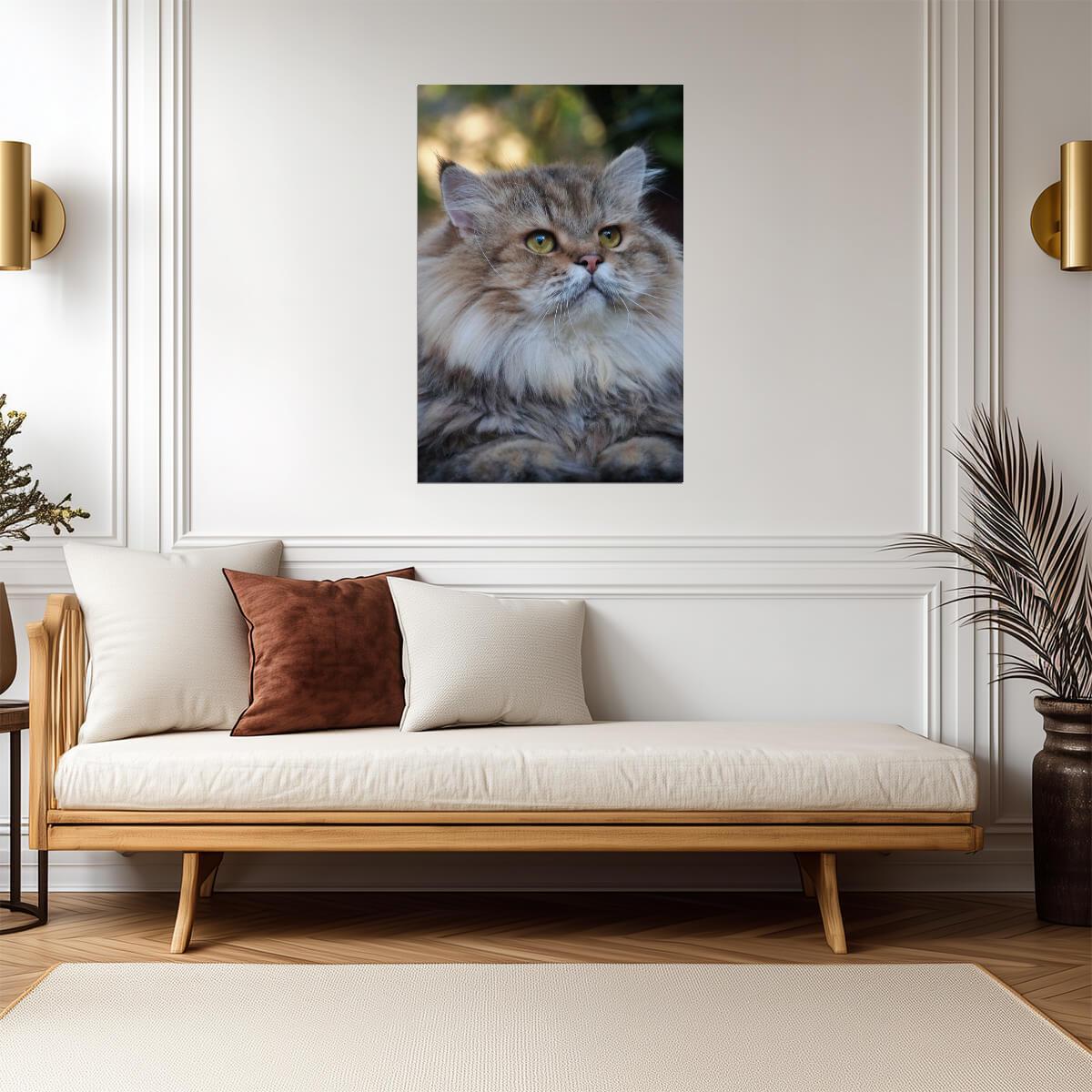 Cute Long Haired Cat Portrait | Fluffy Pet Photography | Animal Poster - Photography Poster