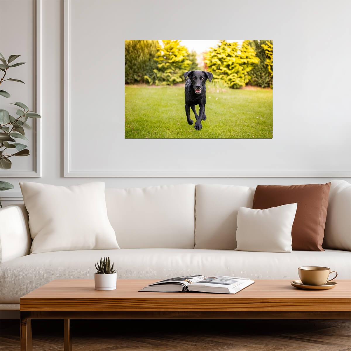 Black Labrador Running Through a Field | Action Dog Photography | Pet Poster - Photography Poster