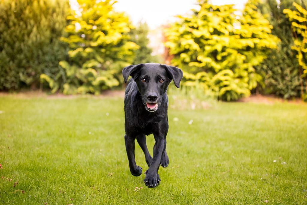 Black Labrador Running Through a Field | Action Dog Photography | Pet Poster - Photography Poster