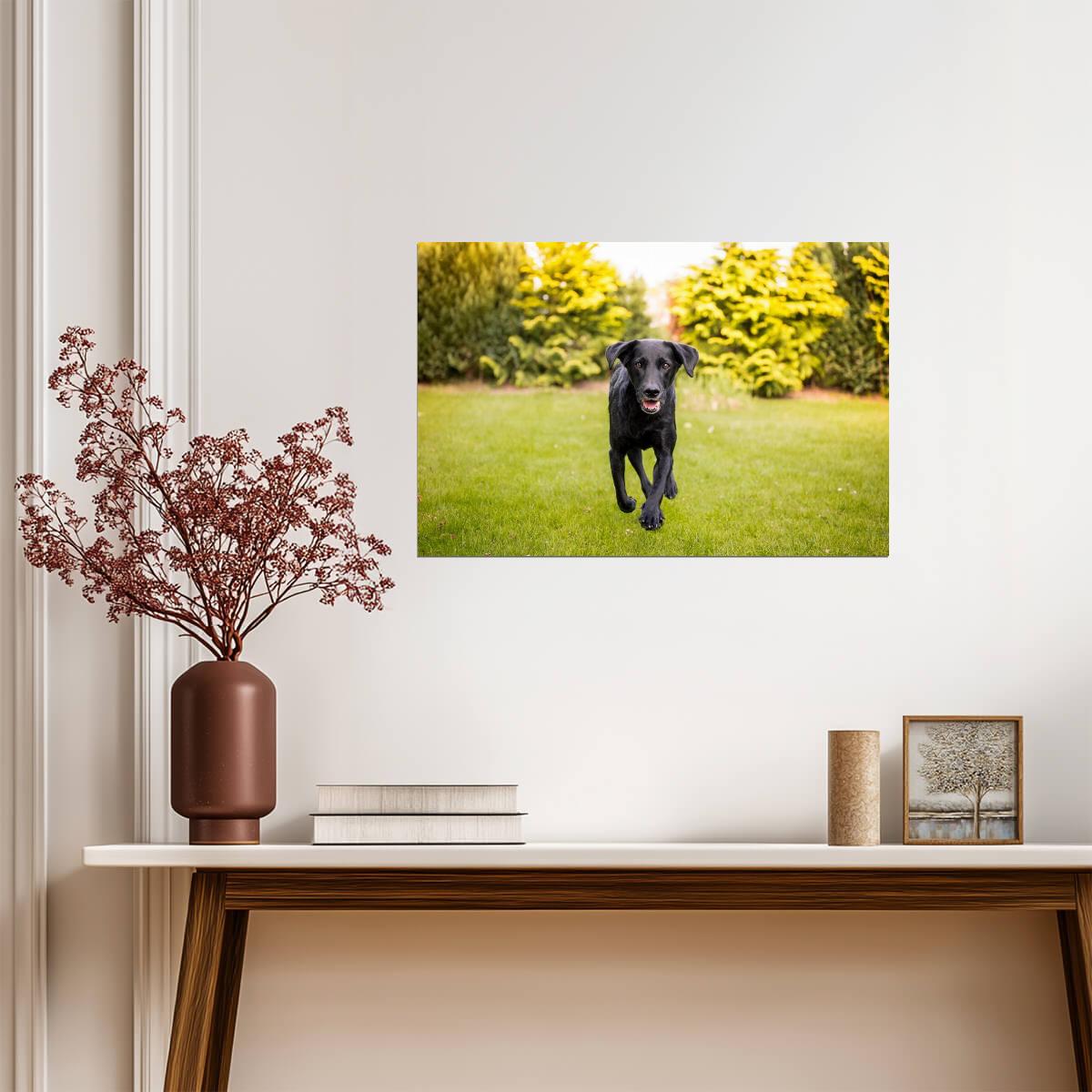 Black Labrador Running Through a Field | Action Dog Photography | Pet Poster - Photography Poster