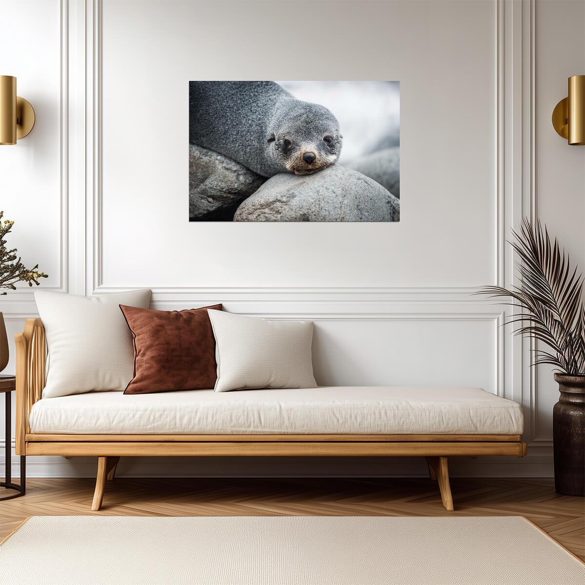 Antarctic Fur Seal Portrait | Wildlife Photography | Animal Poster - Photography Poster