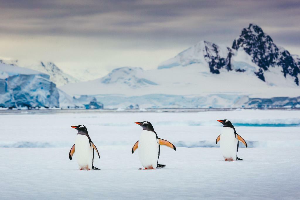 Trio of Gentoo Penguins in Antarctica | Wildlife Photography | Bird Poster - Photography Poster