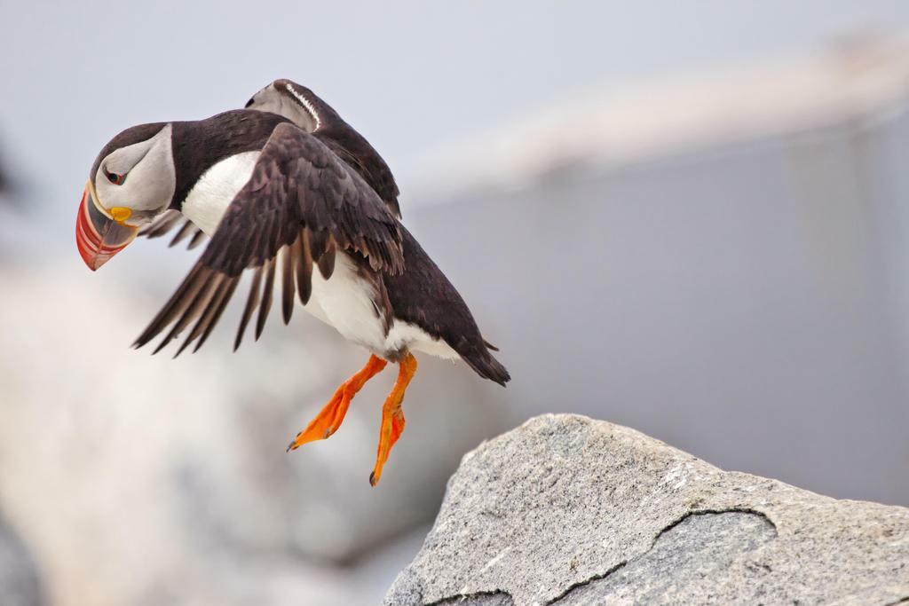Atlantic Puffin Leaping from a Cliff | Bird Photography | Wildlife Poster - Photography Poster