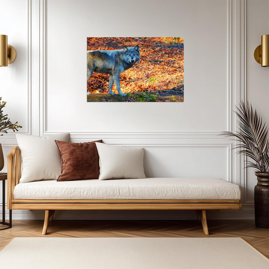 Pacing Black Wolf | Wildlife Photography Print | Animal Poster - Photography Poster