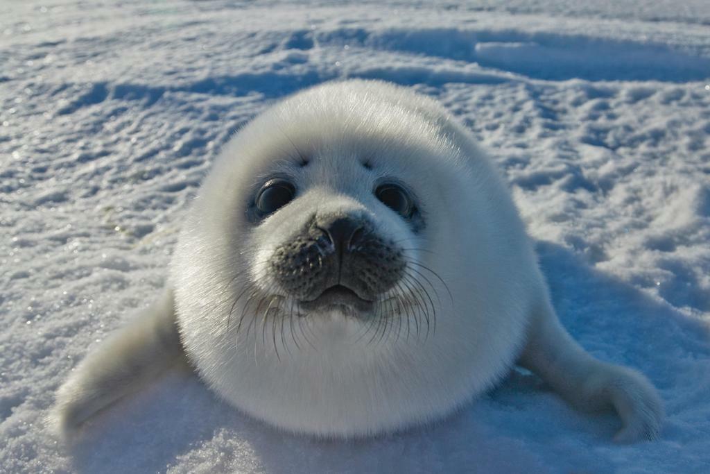 Baby Arctic Seal in Canada | Cute Wildlife Photography | Animal Poster - Photography Poster