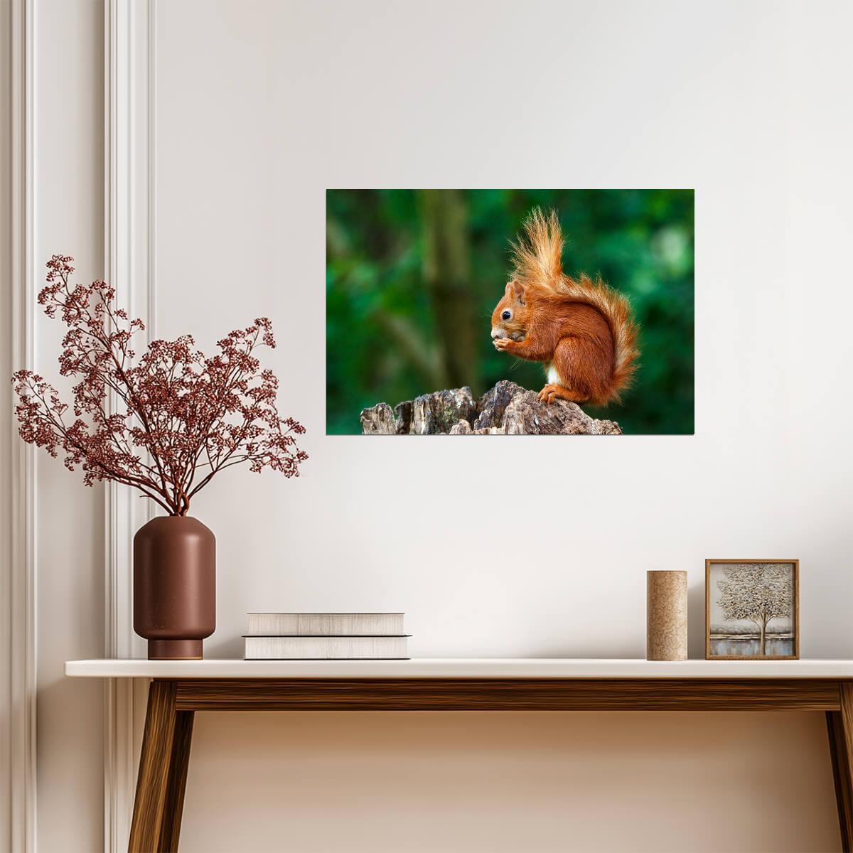 Red Squirrel Having a Snack | Wildlife Photography | Cute Animal Poster - Photography Poster