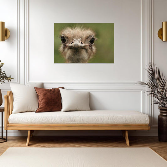 Ostrich Portrait Close Up | Bird Photography Print | Funny Animal Poster - Photography Poster
