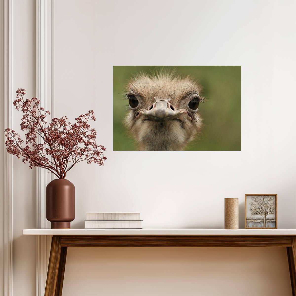 Ostrich Portrait Close Up | Bird Photography Print | Funny Animal Poster - Photography Poster