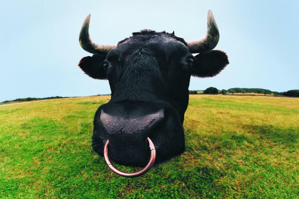 Closeup of a Bull's Head | Farm Animal Photography | Bull Poster - Photography Poster