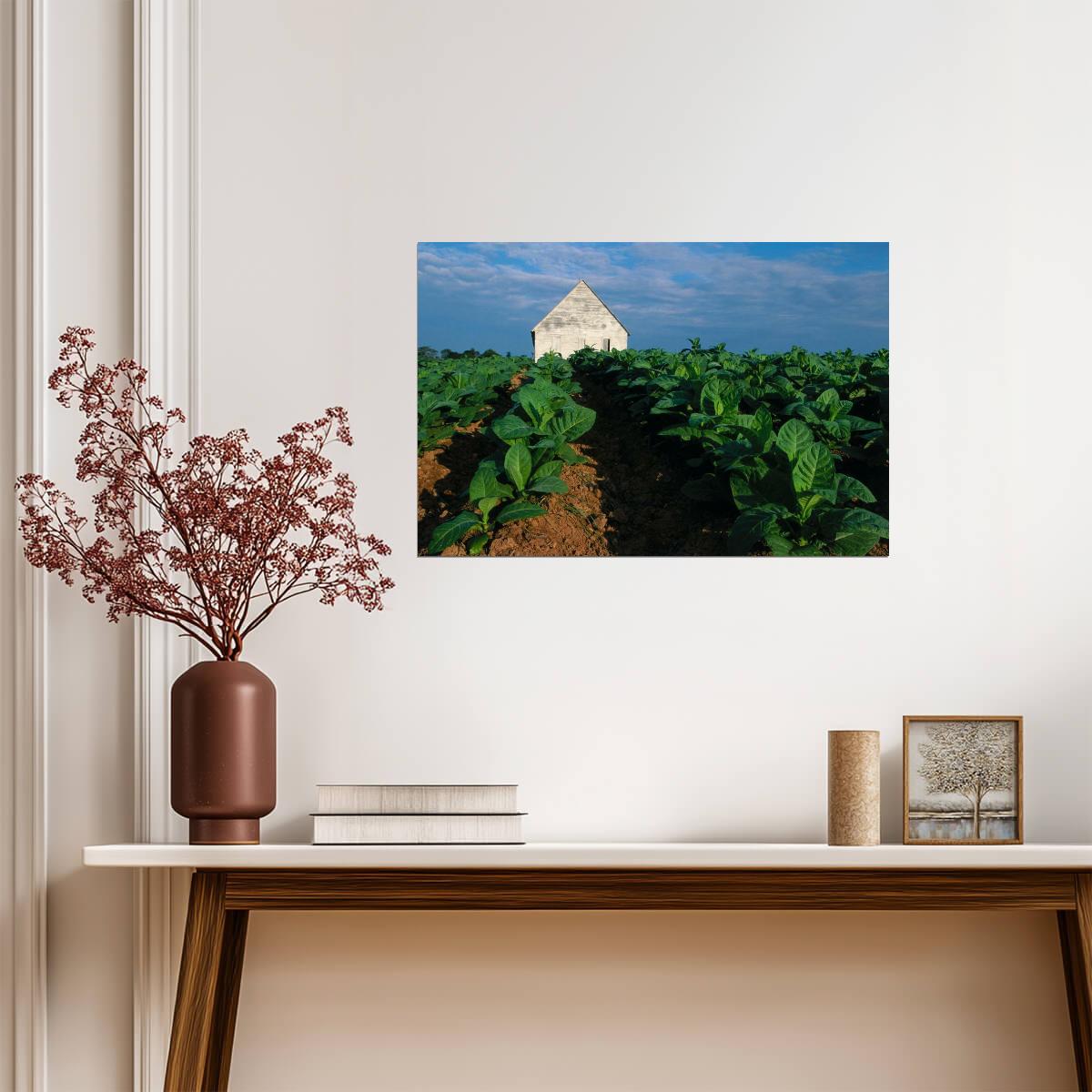 Tobacco Plants on the Farm | Rural Photography Print | Agricultural Poster - Photography Poster