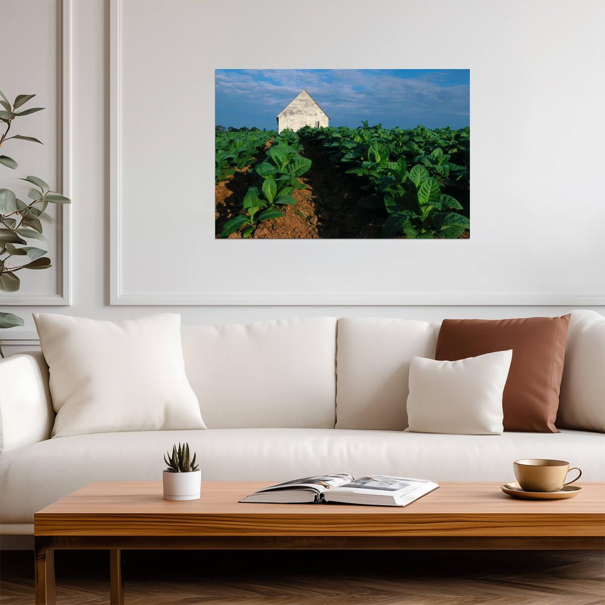 Tobacco Plants on the Farm | Rural Photography Print | Agricultural Poster - Photography Poster