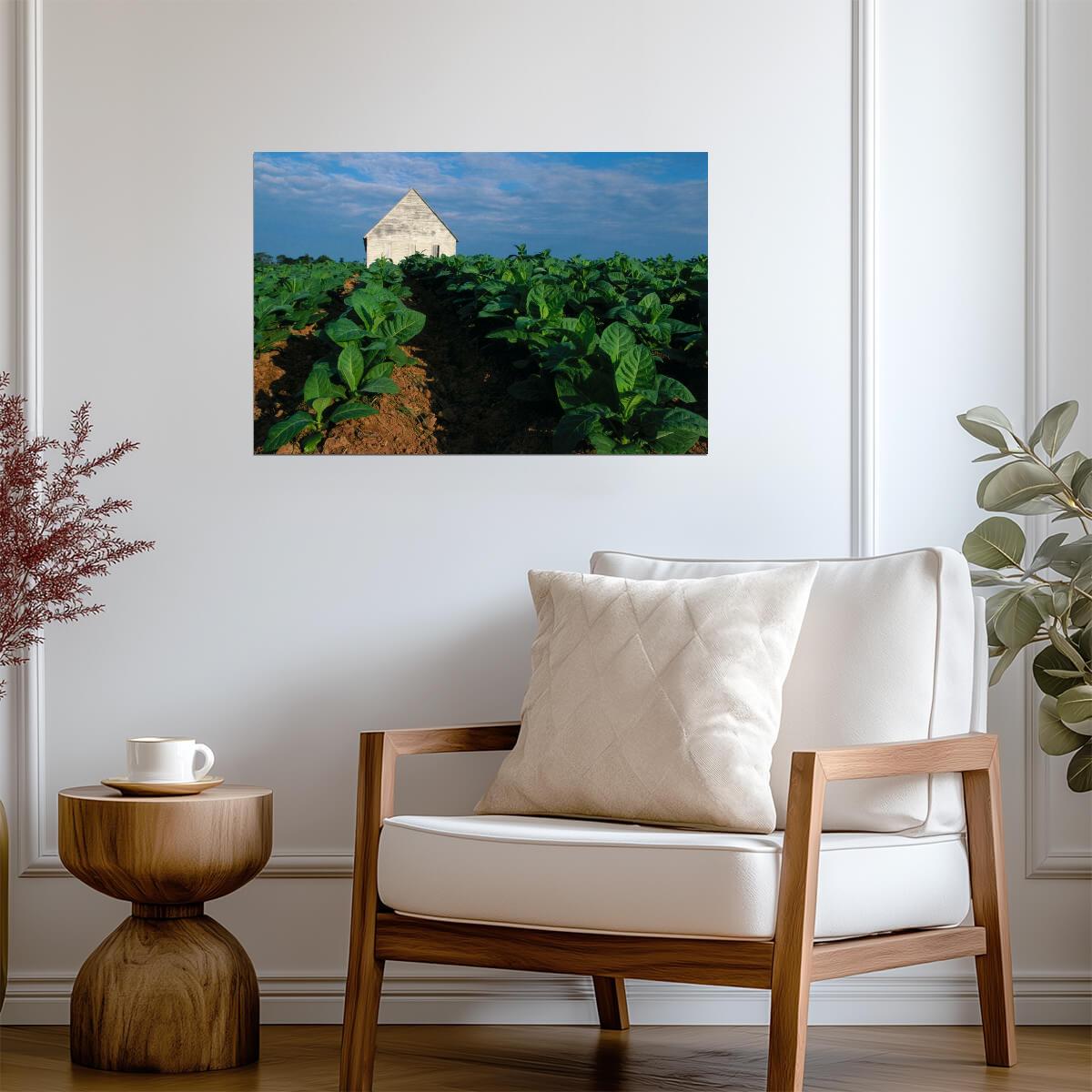 Tobacco Plants on the Farm | Rural Photography Print | Agricultural Poster - Photography Poster