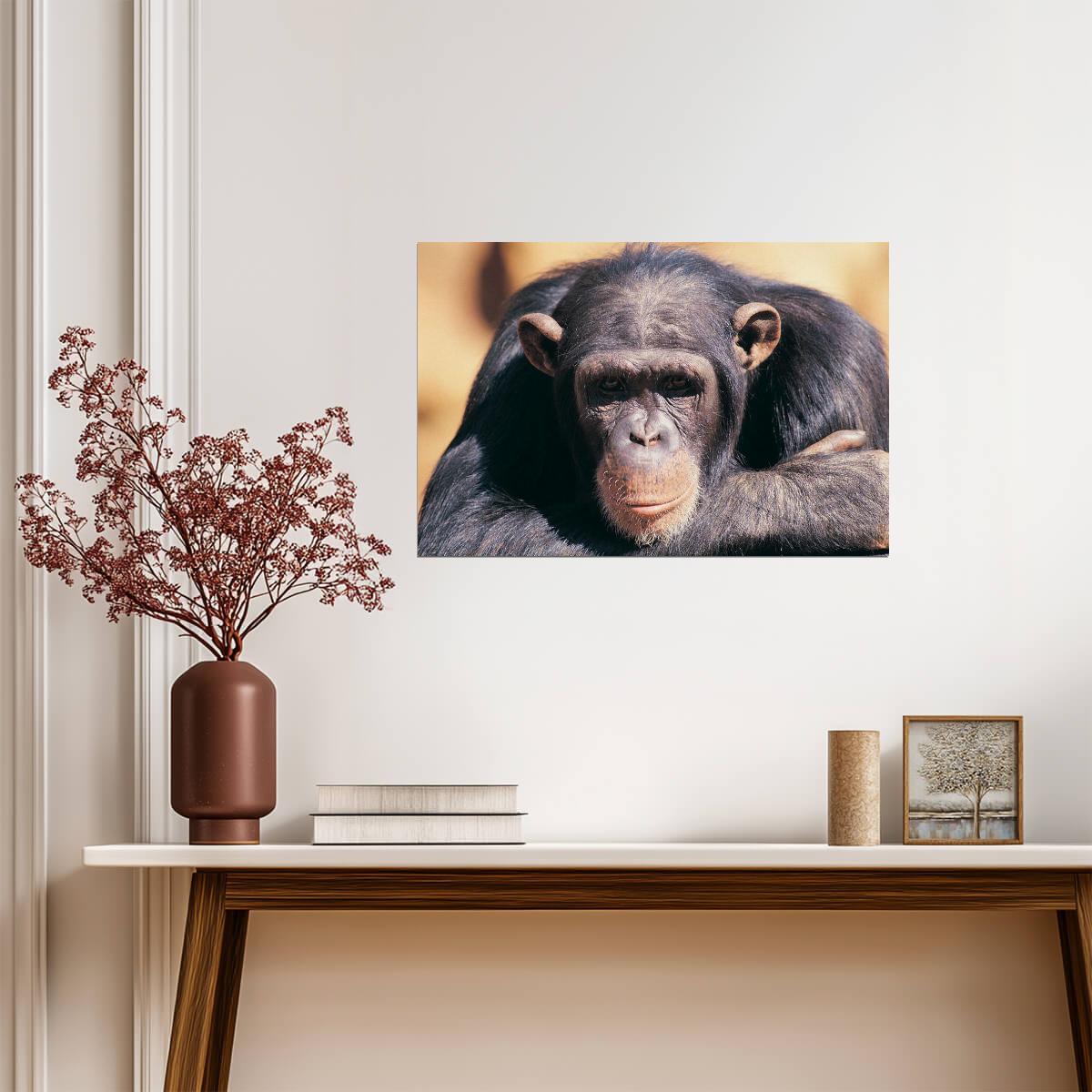 Chimpanzee in Deep Thought | Primate Photography Portrait | Wildlife Poster - Photography Poster