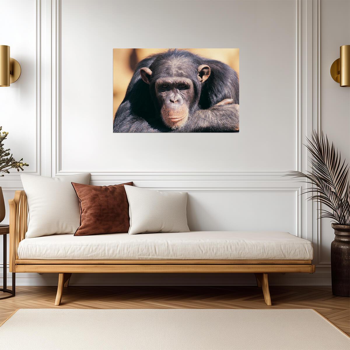 Chimpanzee in Deep Thought | Primate Photography Portrait | Wildlife Poster - Photography Poster